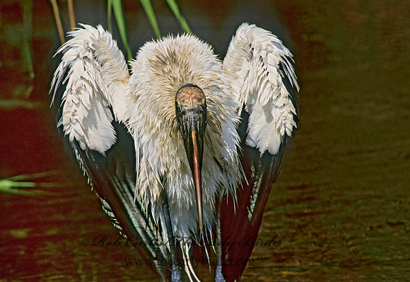 Mycteria americana  WOOD STORK 259516