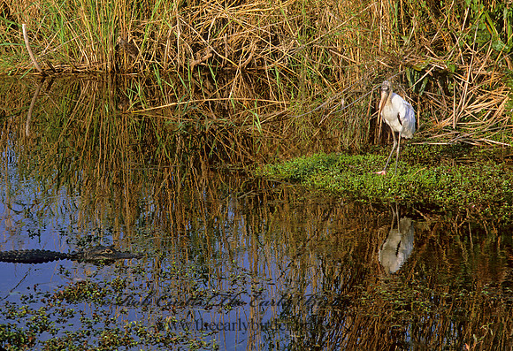 Mycteria americana  WOOD STORK 258724