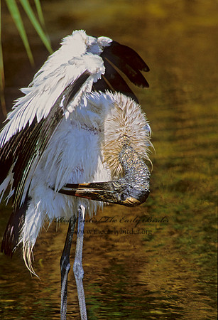 Mycteria americana  WOOD STORK 259525
