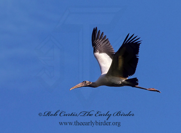 Mycteria americana  WOOD STORK 273931