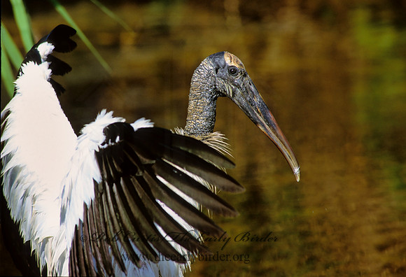 Mycteria americana  WOOD STORK 259522