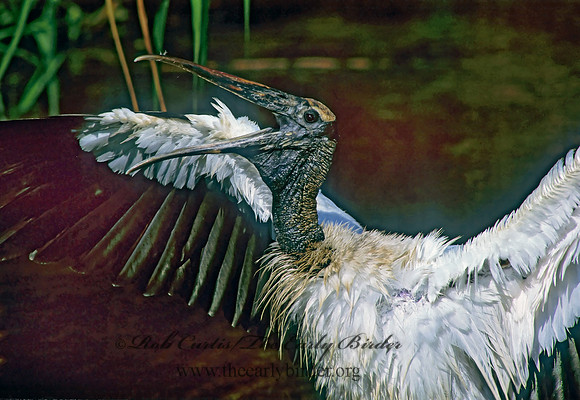 Mycteria americana  WOOD STORK 259533