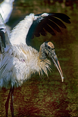 Mycteria americana  WOOD STORK 259530