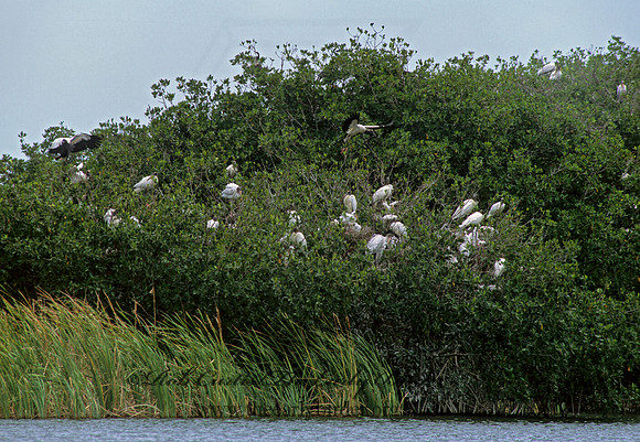 Mycteria americana  WOOD STORK 260222