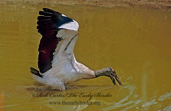 Mycteria americana  WOOD STORK 274212
