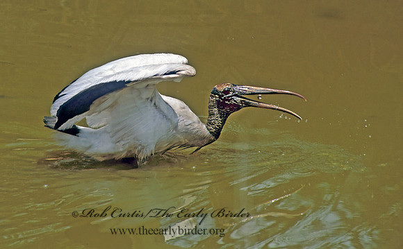 Mycteria americana  WOOD STORK 274213