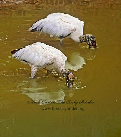 Mycteria americana  WOOD STORK 2747207