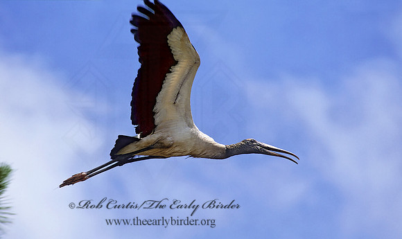 Mycteria americana  WOOD STORK 274222