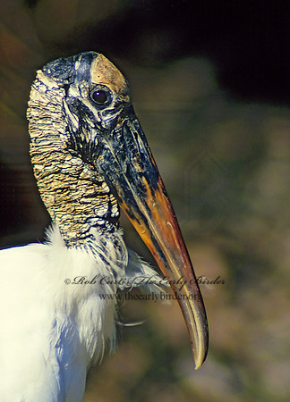Mycteria americana  WOOD STORK 11331-