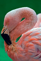 Phoenicopterus chilensis CHILEAN FLAMINGO 5017234 1