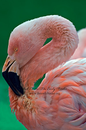 Phoenicopterus chilensis  CHILEAN FLAMINGO 5017234 1