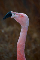 Phoenicopterus chilensis CHILEAN FLAMINGO 5017255