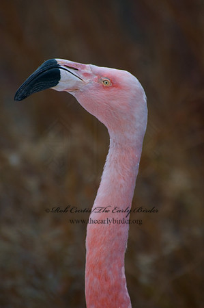 Phoenicopterus chilensis  CHILEAN FLAMINGO 5017255