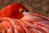 Phoenicopterus ruber CARIBBEAN FLAMINGO 97025