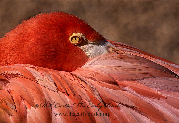 Phoenicopterus ruber  CARIBBEAN FLAMINGO 97025