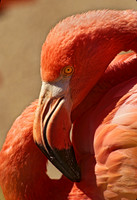 Phoenicopterus ruber CARIBBEAN FLAMINGO 97030