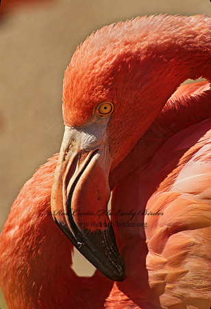 Phoenicopterus ruber  CARIBBEAN FLAMINGO 97030