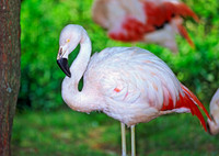 Phoenicopterus chilensis CHILEAN FLAMINGO 59017