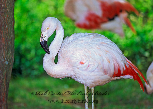 Phoenicopterus chilensis  CHILEAN FLAMINGO 59017