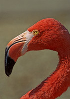 Phoenicopterus ruber CARIBBEAN FLAMINGO 97103