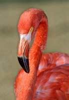 Phoenicopterus ruber CARIBBEAN FLAMINGO 97107
