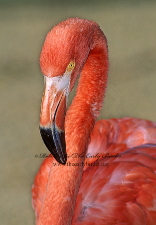 Phoenicopterus ruber  CARIBBEAN FLAMINGO 97107