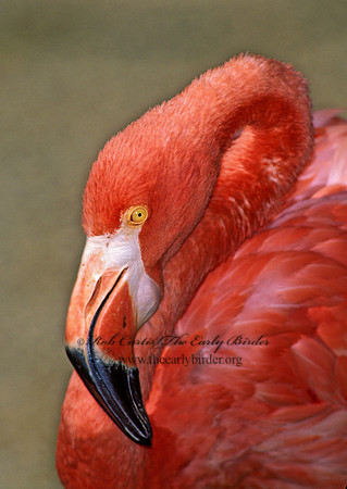 Phoenicopterus ruber  CARIBBEAN FLAMINGO 97108