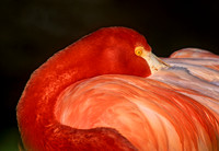 Phoenicopterus ruber CARIBBEAN FLAMINGO 125512