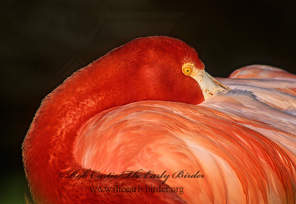 Phoenicopterus ruber  CARIBBEAN FLAMINGO 125512