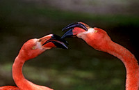 Phoenicopterus ruber  CARIBBEAN FLAMINGO 282407