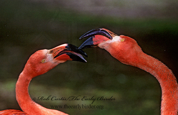 Phoenicopterus ruber  CARIBBEAN FLAMINGO 282407