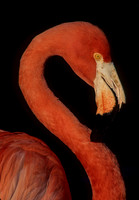 Phoenicopterus ruber CARIBBEAN FLAMINGO 125517