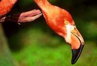 Phoenicopterus ruber CARIBBEAN FLAMINGO 282317