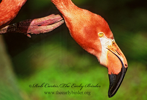 Phoenicopterus ruber  CARIBBEAN FLAMINGO 282317