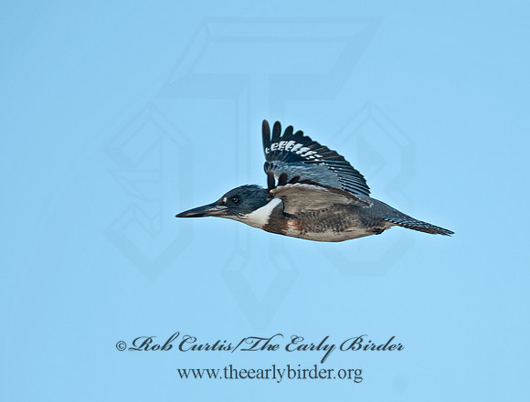 Megaceryle alcyon  BELTED KINGFISHER 8029546