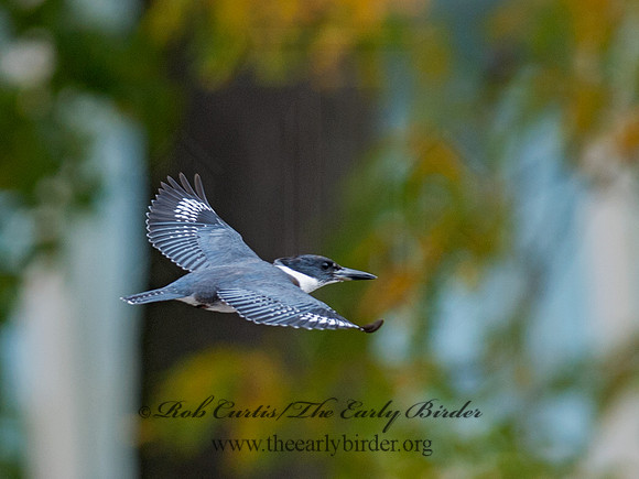 Megaceryle alcyon  BELTED KINGFISHER 8029526