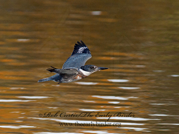 Megaceryle alcyon  BELTED KINGFISHER 8029521