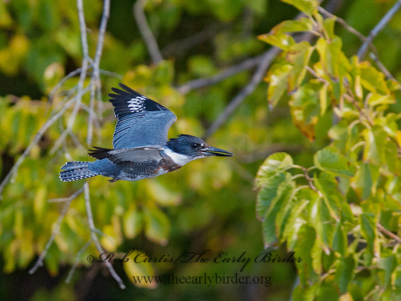 Megaceryle alcyon  BELTED KINGFISHER 8029524