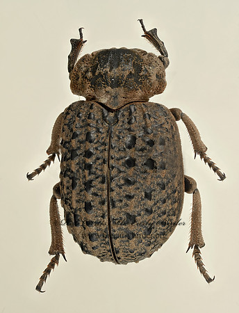Omorgus punctatus  HASTATE HIDE BEETLE 9020053z