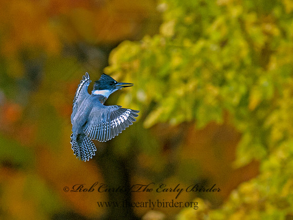 Megaceryle alcyon  BELTED KINGFISHER 8029525