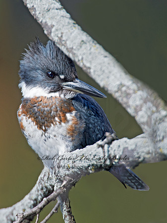 Megaceryle alcyon  BELTED KINGFISHER 9005559