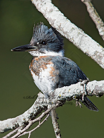 Megaceryle alcyon  BELTED KINGFISHER 9005561