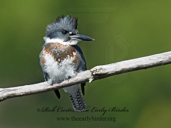 Megaceryle alcyon  BELTED KINGFISHER 9005584
