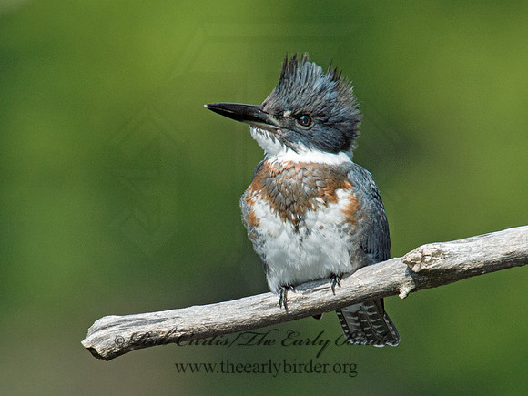 Megaceryle alcyon  BELTED KINGFISHER 9005573