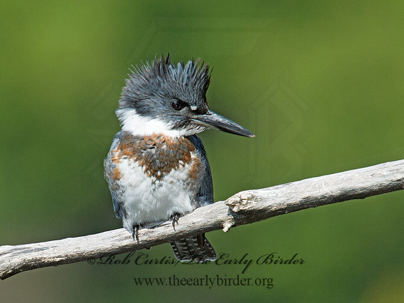 Megaceryle alcyon  BELTED KINGFISHER 9005574