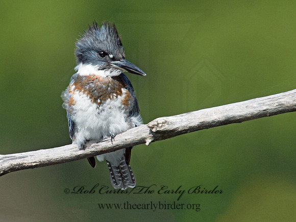 Megaceryle alcyon  BELTED KINGFISHER 9005585