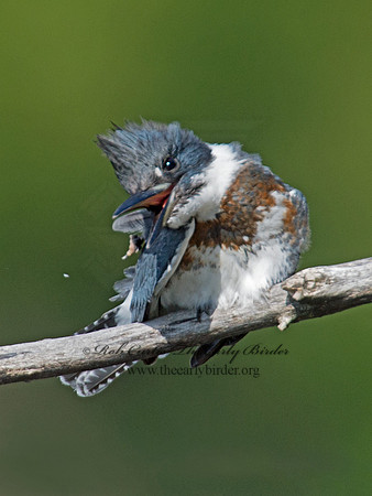 Megaceryle alcyon  BELTED KINGFISHER 9005586