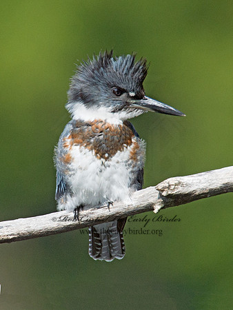 Megaceryle alcyon  BELTED KINGFISHER 9005587