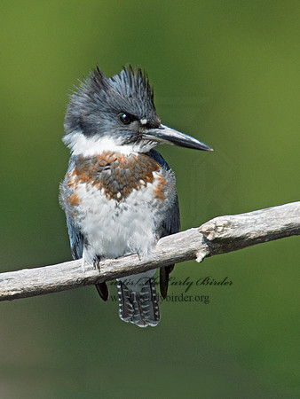 Megaceryle alcyon  BELTED KINGFISHER 9005592