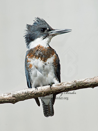 Megaceryle alcyon  BELTED KINGFISHER 9005699